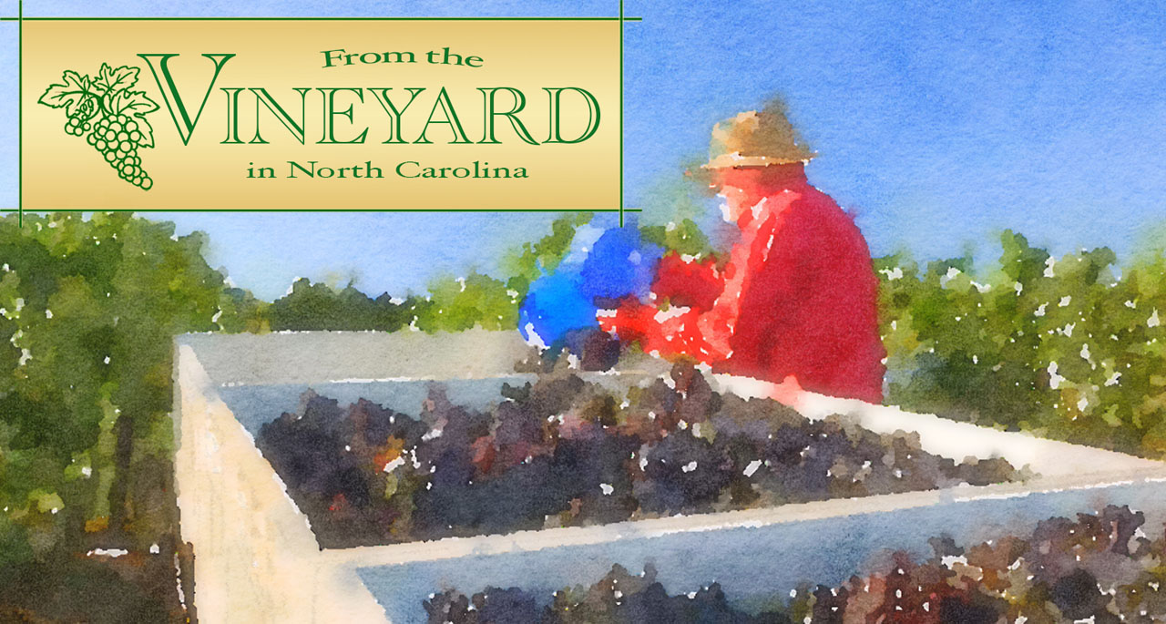 Watercolor Grape Dump | From the Vineyard in NC