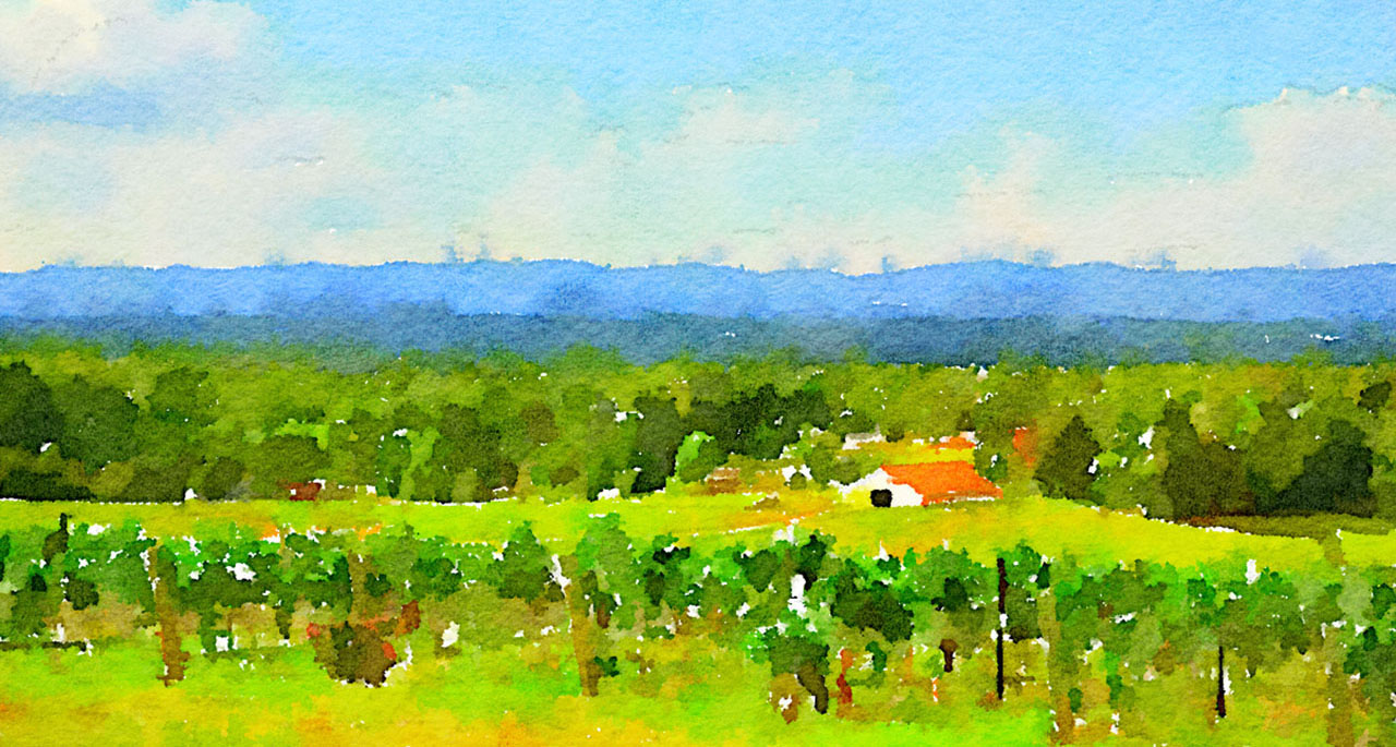 Watercolor Vineyard | From the Vineyard in NC